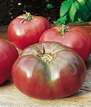 种植番茄-切罗基紫