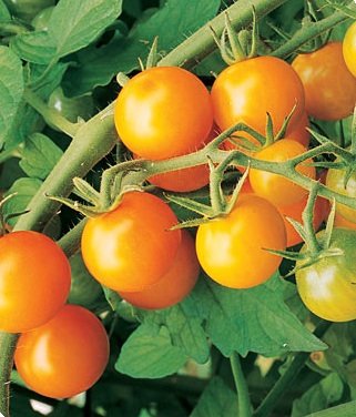 种植番茄-太阳金杂交
