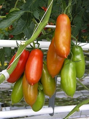 种植番茄-圣马扎诺