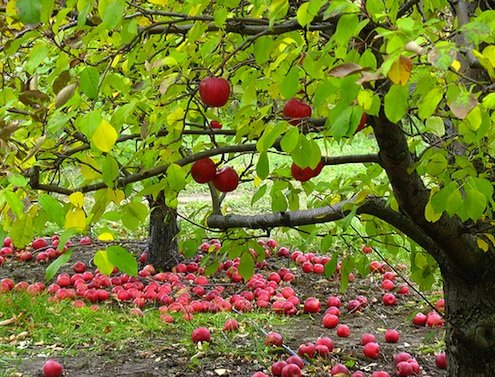 如何种苹果树