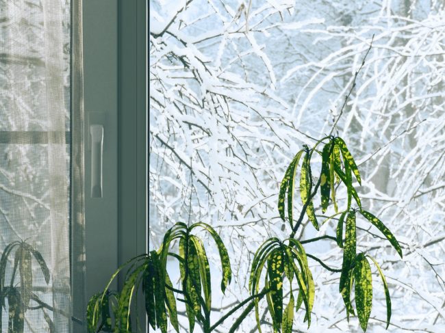 8个冬季照顾室内植物的提示