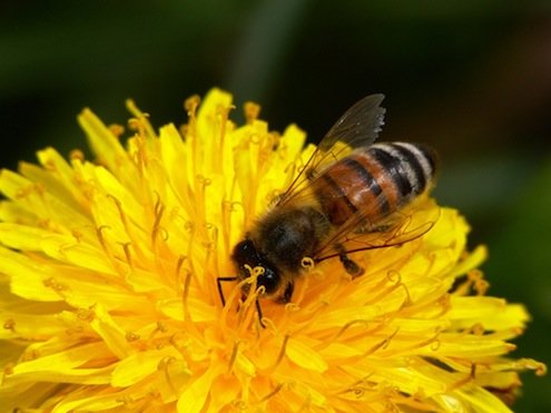 本地蜂蜜-蜜蜂