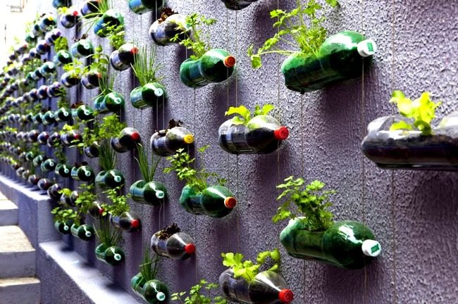 垂直花园 - 苏打水瓶种植者