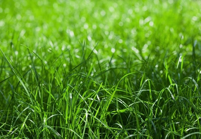 春季草坪护理