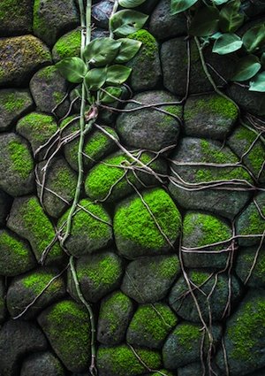 如何种植苔藓-岩石