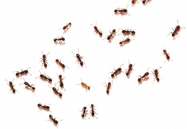 春季害虫控制 - 蚂蚁
