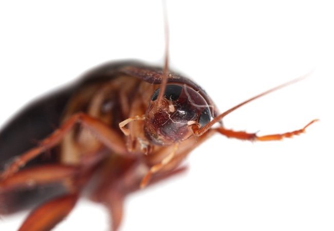 春季害虫控制 - 蟑螂