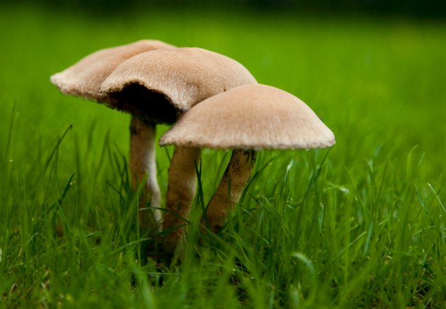 草坪上的蘑菇——如何去除蘑菇