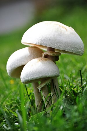 蘑菇生长在草坪上