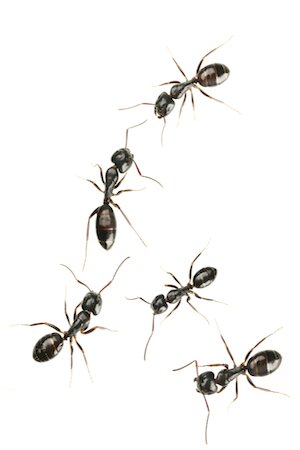 自制蚂蚁陷阱 -  DIY害虫去除