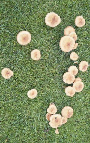 治疗草坪真菌-蘑菇