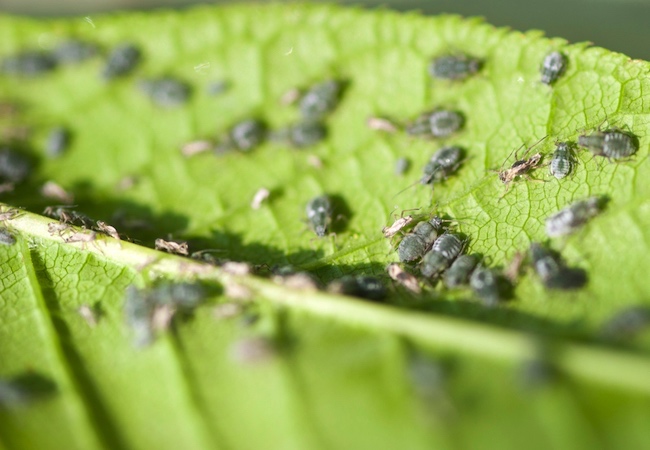 室内植物害虫-蚜虫