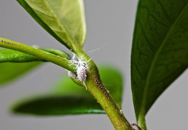 室内植物害虫-粉蚧