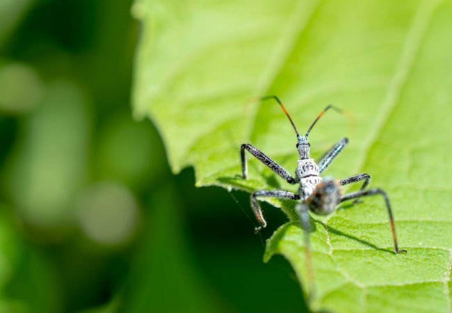 What Are Assassin Bugs? All You Need to Know About These Beneficial Bugs
