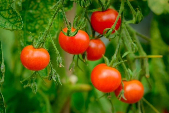 番茄最好的肥料选择