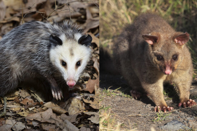 possum vs. opossum.