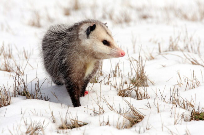 possum vs. opossum差异