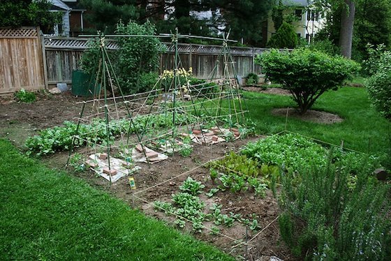 如何种植一个菜园-布局