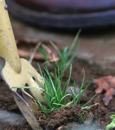 How to Weed Your Garden - Fork
