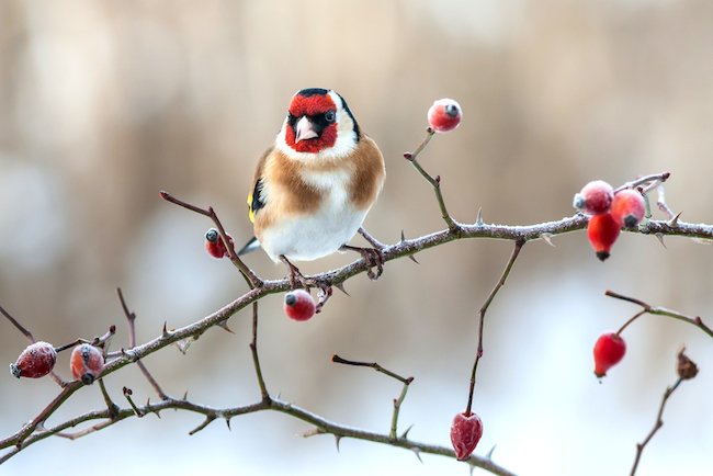 如何照顾冬季鸟类