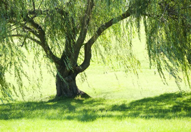 Soil Types - Silty Soil is Good for Weeping Willows