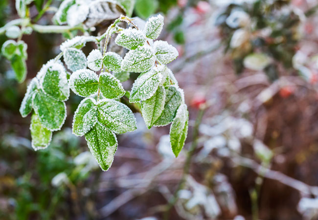 如何保护植物免受霜冻