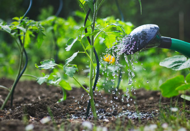 10 Ways to Use Epsom Salt in the Garden