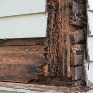 如何预防和维修木材腐烂的伤害