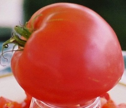 种植西红柿 - 安娜俄罗斯
