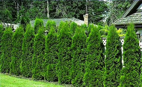 植物篱的生长-隐私