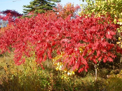 秋季衬套 - 漆树