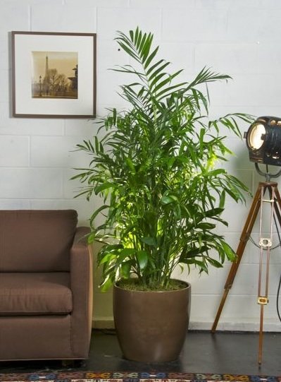 植物改善室内空气质量 - 竹子掌
