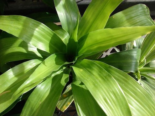 植物改善室内空气质量 -  Dracaena