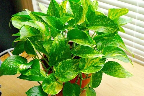 植物改善室内空气质量 - 金龙博